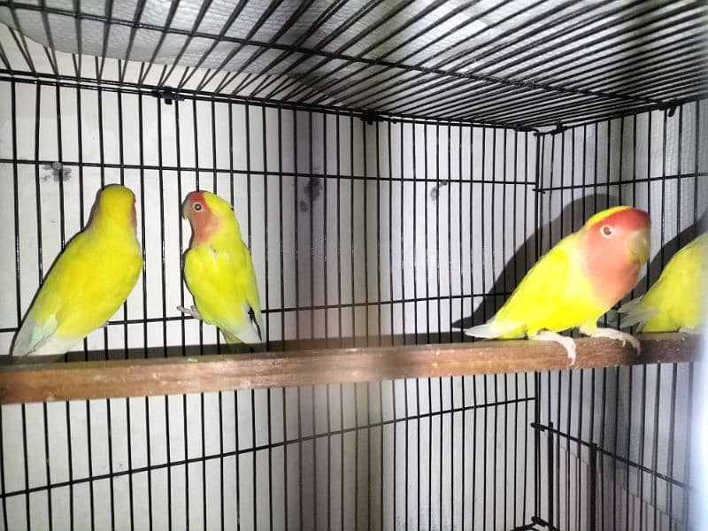 love birds for sale 1