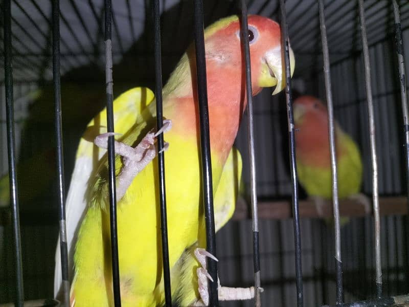 love birds for sale 2