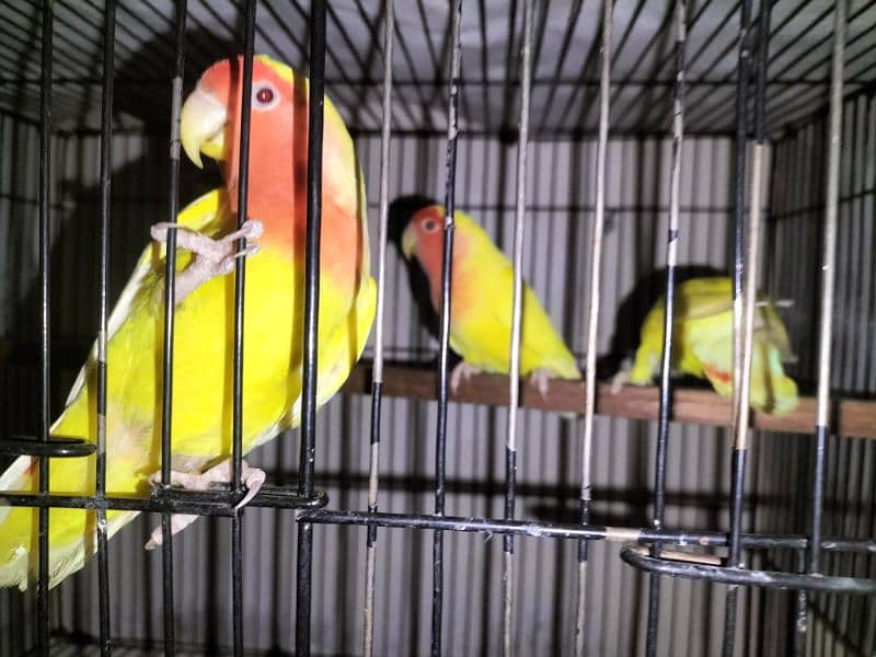 love birds for sale 3