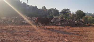 Sahiwali Cow