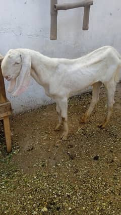 rajhanpuri / makhi cheeni bakri / goat / بکرا  / bakra for sale