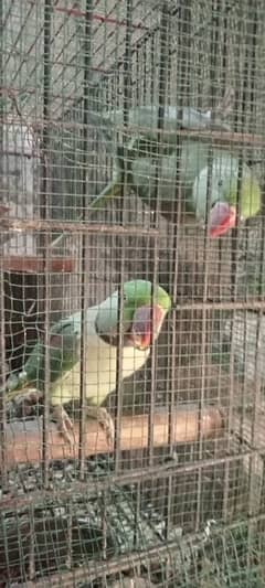 Green parrot age 3 years hand tammed speaking parrot