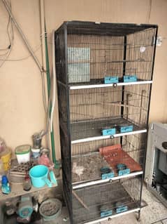 Birds Cage Lush Condition