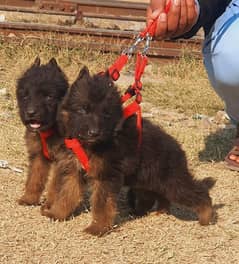 German Shepherd long coated pair for sale