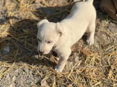 “Buddy - A Cute Little Pup Full of Joy