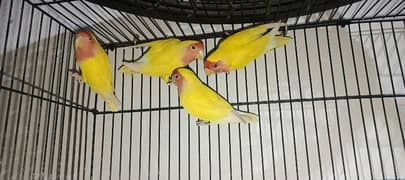 common lutino love bird 100% breader pair