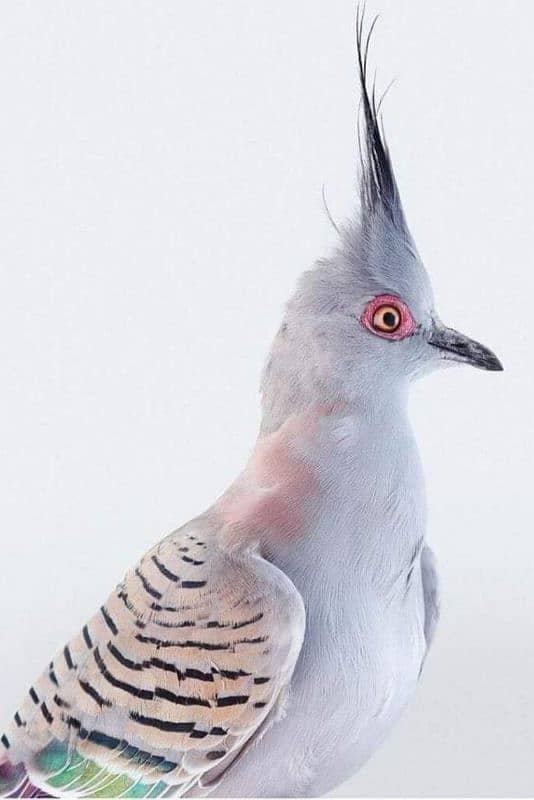 Australian crested dove adult pair fr sale 2