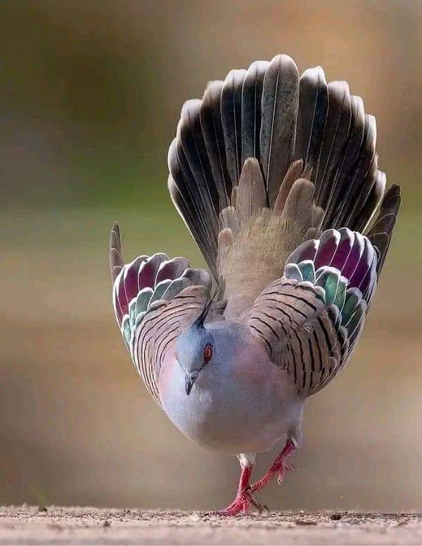 Australian crested dove adult pair fr sale 3