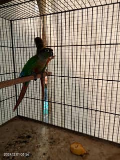 red factor pineapple conure