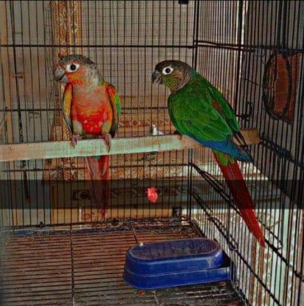 red factor pineapple conure 3