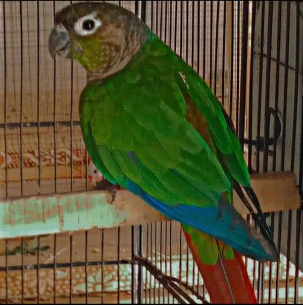 red factor pineapple conure 4