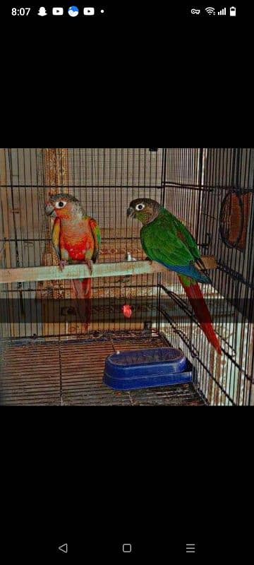 red factor pineapple conure 5