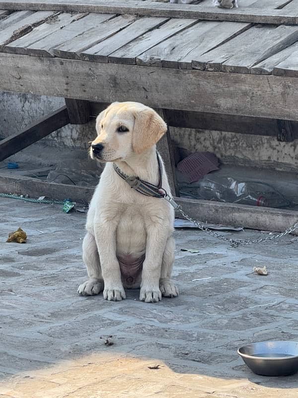 Labrador puppy 0