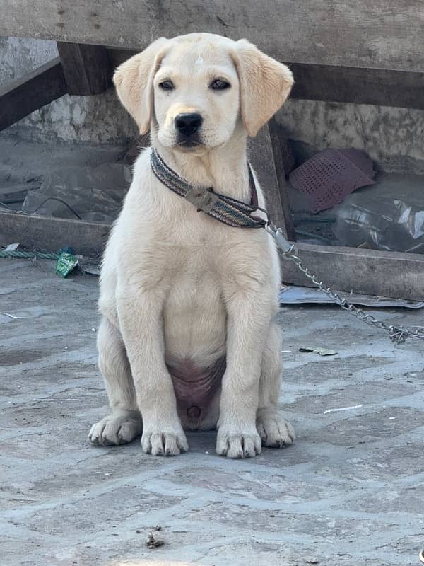 Labrador puppy 1