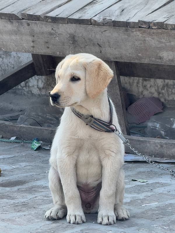 Labrador puppy 2