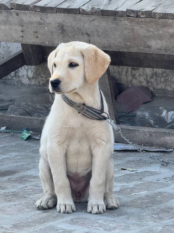 Labrador puppy 3