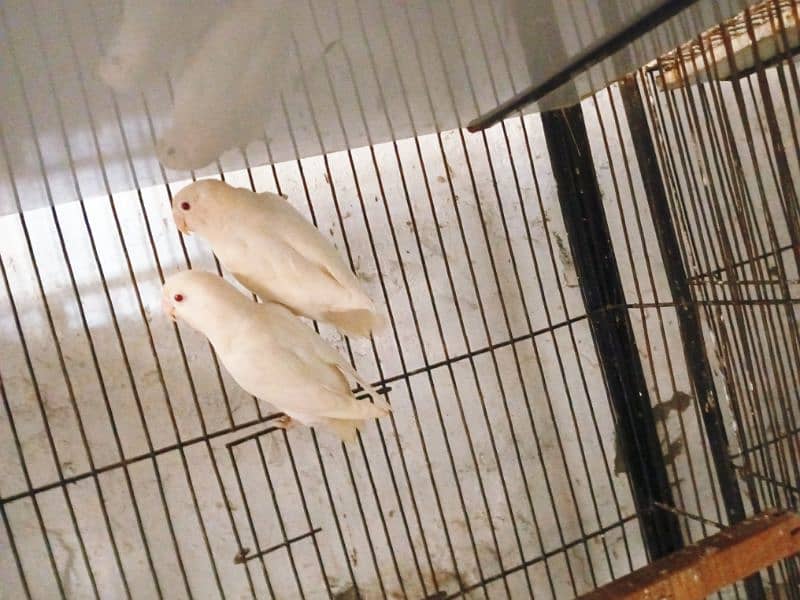 Albino Red to Red Breader pair 0