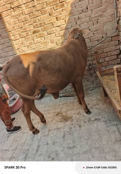 sahiwali Cow / shahiwali wachii / dondi wachi / cow /