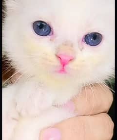 Double Coated Persian Kittens For Sale