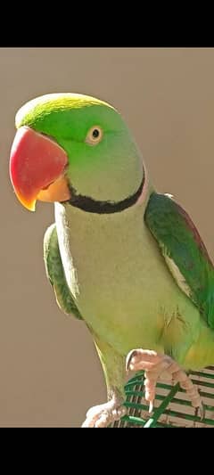 FULL HAND TEAMED RAW ALEXANDER TALKING MALE PARROT FOR SALE.