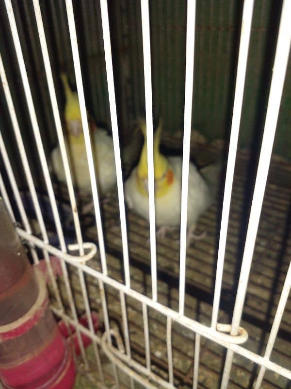 parot 1