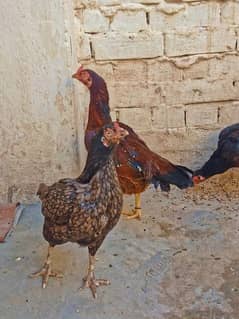 4 kulangi female hens