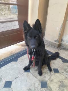 black German Shepherd