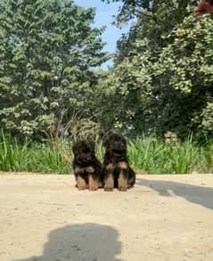 German Shepherd puppies