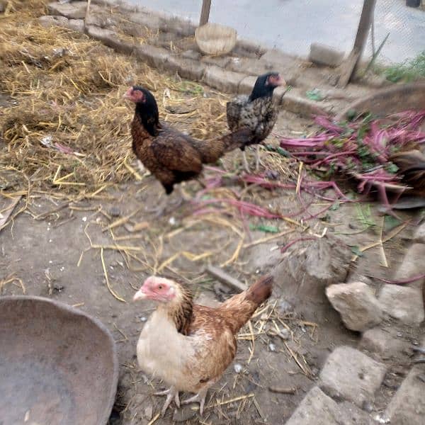 aseel hens 2500one pice cook 6000 0