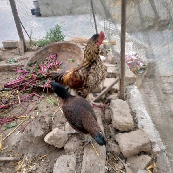 aseel hens 2500one pice cook 6000 1