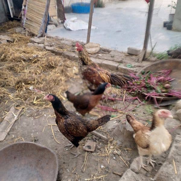 aseel hens 2500one pice cook 6000 2