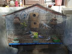 Budgie Aviary for sale with 25 parrots with cage