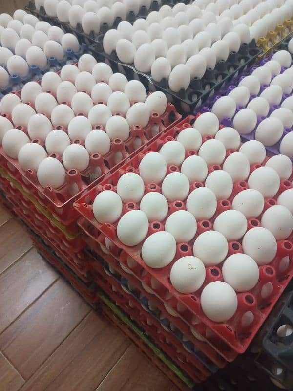 Farmi Eggs for sell 1