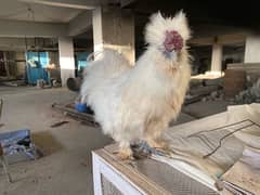 white silkie - Balck silkie - splash silkie - partrage silkie