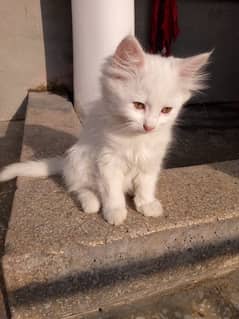 persian cats ( looking for new home)