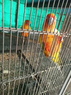 sun conure