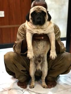 pug  male for sale