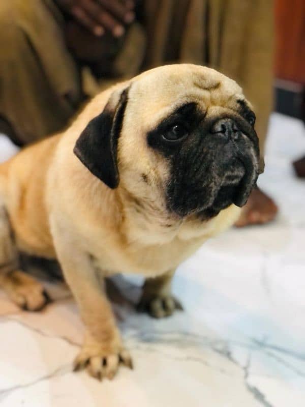 pug  male for sale 1