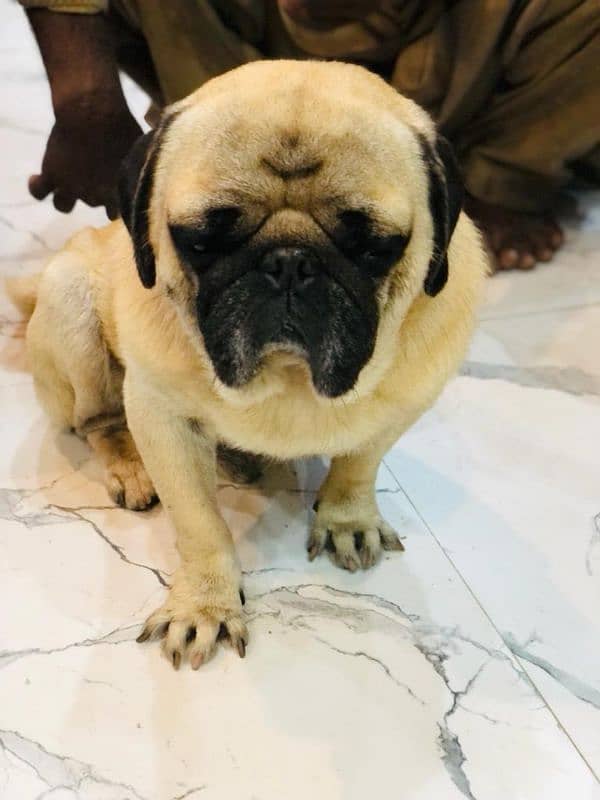 pug  male for sale 2