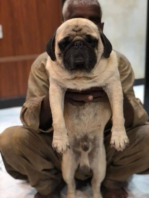 pug  male for sale 3