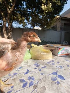 assel amroha, heera mix, Sindhi pure chicks