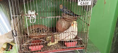 bird with cage