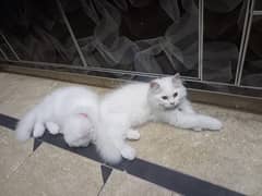 Punch face Persian cat pair