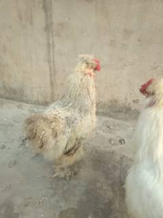 white silkie and grey silkie pair