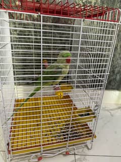 Kashmiri Raw male parrot for sale