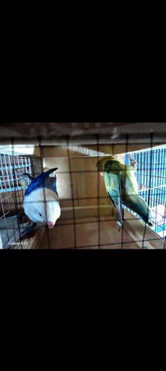 Breeder female love birds