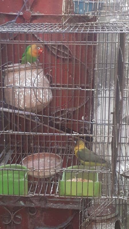 love bird pair 2