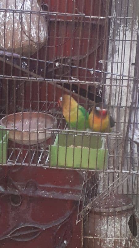 love bird pair 3