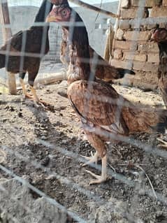 Aseel hens for sale contact number 03495046627