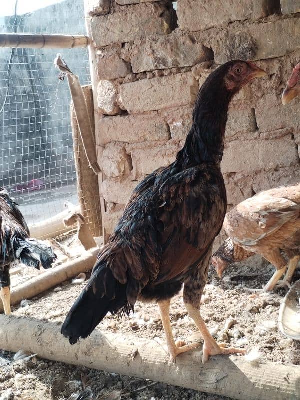 Aseel hens for sale contact number 03495046627 1